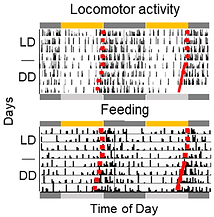 Circadian behavior