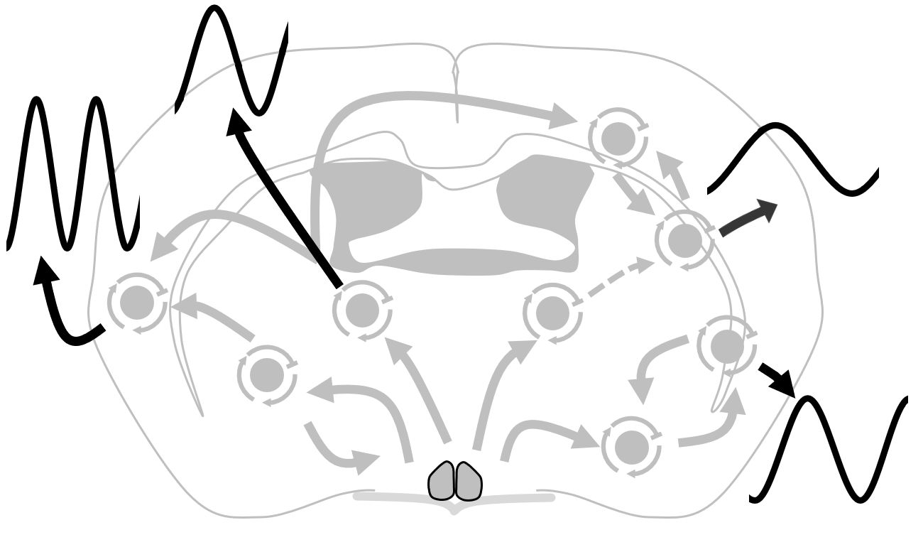 Behavioral organization