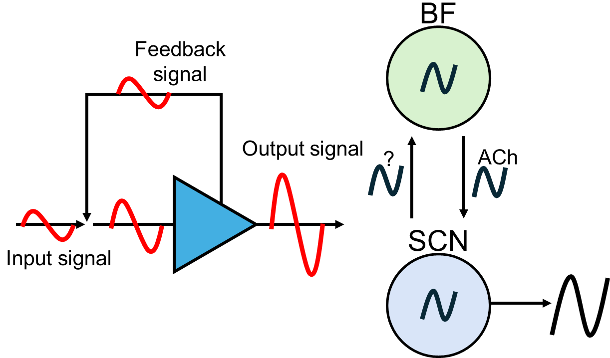 Cholinergic feedback loop reinforcement of circadian rhythms