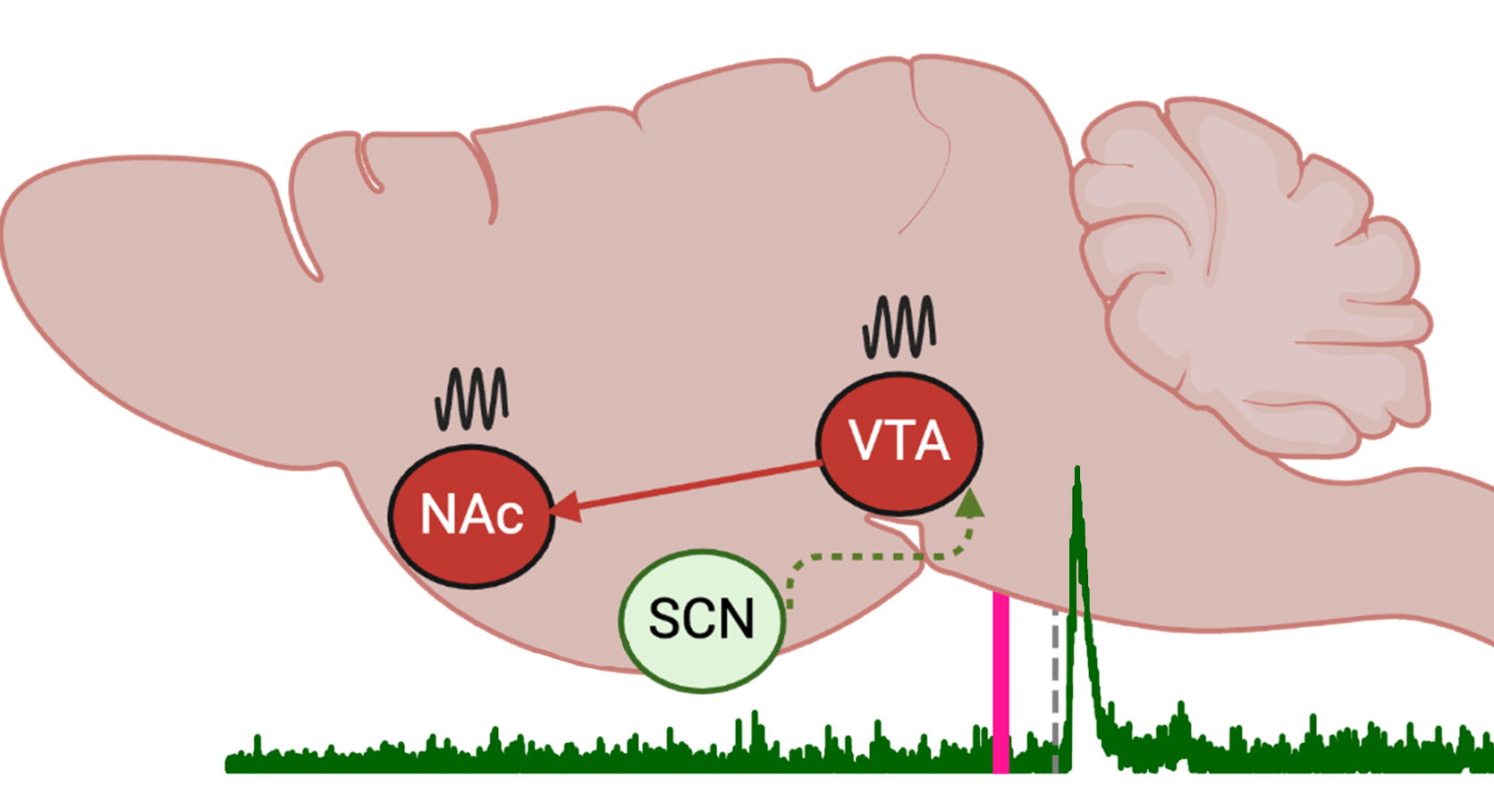 Circadian modulation of dopamine release in the mesolimbic pathway