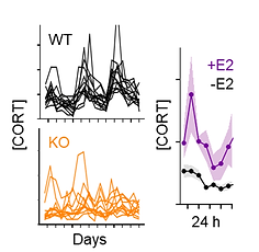 Manipulation and measurement of hormones