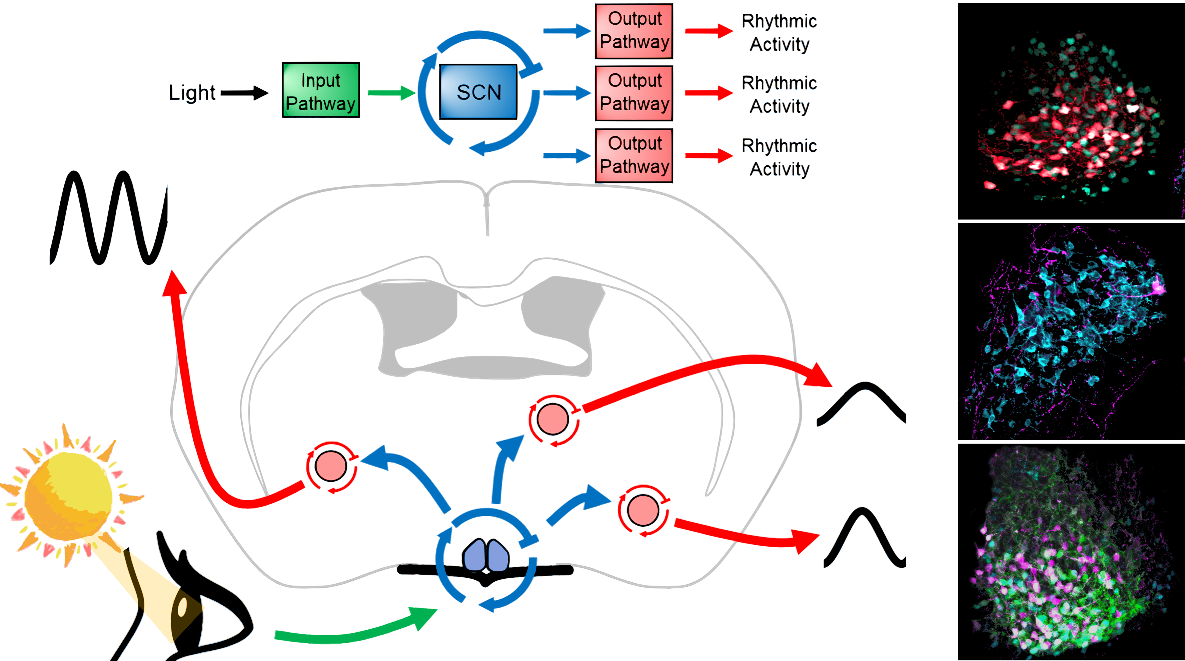 Schematic of research questions in the Jones Lab