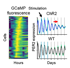 In vitro imaging