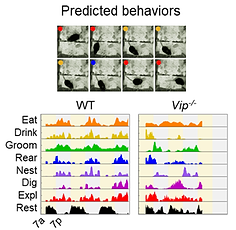 Complex behavioral analysis