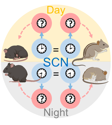 The hierarchical control of the dorsomedial hypothalamus circadian output circuit