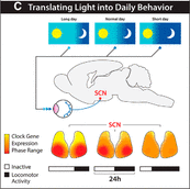 graphical abstract for Network-mediated encoding of circadian time: the suprachiasmatic nucleus (SCN) from genes to neurons to circuits, and back