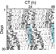 graphical abstract for Manipulating circadian clock neuron firing rate resets molecular circadian rhythms and behavior