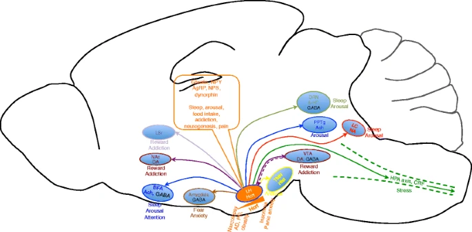 Hypocretins, neural systems, physiology, and psychiatric disorders