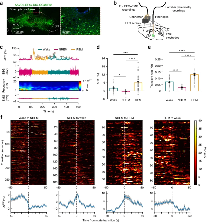 VTA dopaminergic neurons regulate ethologically relevant sleep–wake behaviors