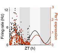 graphical abstract for The core clock gene Per1 phases molecular and electrical circadian rhythms in SCN neurons