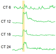 SCN VIP neurons are essential for normal light-mediated resetting of the circadian system