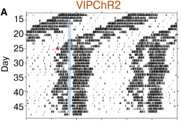 graphical abstract for Entrainment of circadian rhythms depends on firing rates and neuropeptide release of VIP SCN neurons