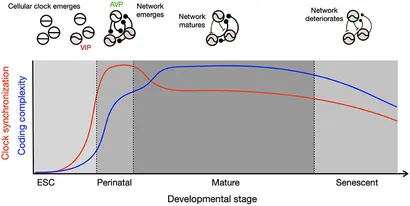 graphical abstract for Development of circadian clock functions