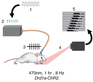 Optogenetic methods for the study of circadian rhythms