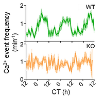 graphical abstract for Circadian neurons in the paraventricular nucleus entrain and sustain daily rhythms in glucocorticoids