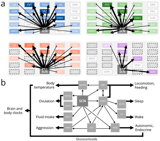 graphical abstract for Inputs and outputs of the mammalian circadian clock