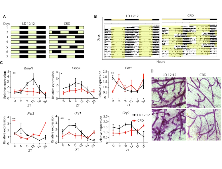 LILRB4 regulates circadian disruption-induced mammary tumorigenesis via non-canonical WNT signaling pathway