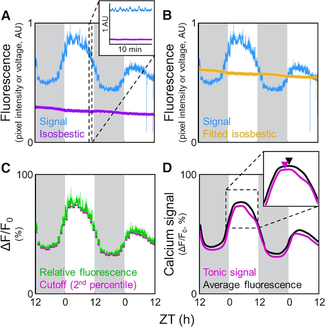 graphical abstract for Long-term optical monitoring of genetically encoded fluorescent indicators