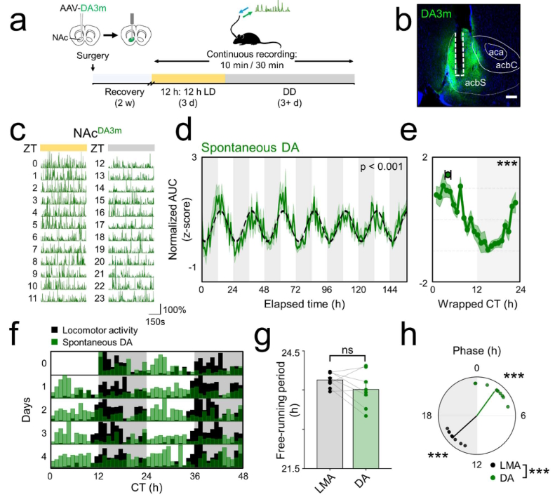 graphical abstract for Circadian modulation of spontaneous dopamine release shapes reward-evoked signaling in the nucleus accumbens