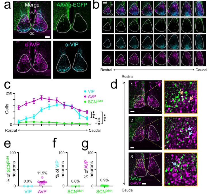 graphical abstract for A direct SCN-to-DMH output pathway organizes circadian behavioral timing