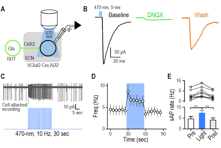 Alcohol and opioids modulate excitatory inputs to the SCN