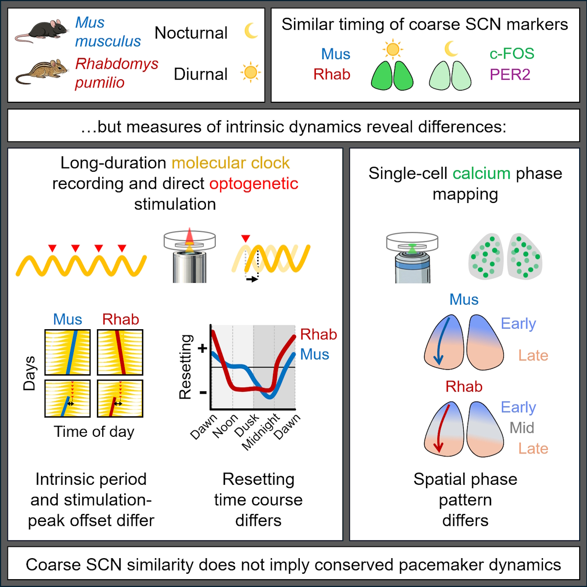 graphical abstract for Circadian pacemaker dynamics differ between diurnal and nocturnal mammals