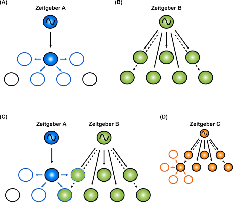 graphical abstract for Reconsidering mammalian circadian organization